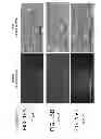 Fig. 18 - TDF-related compounds and analogs thereof