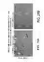 Fig. 25 - TDF-related compounds and analogs thereof