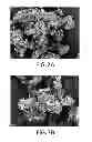 Fig. 08 - DRUG SUBSTANCES, PHARMACEUTICAL COMPOSITIONS AND METHODS FOR PREPARING THE SAME