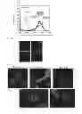 Fig. 06 - Nanoparticles containing pH-responsive peptide
