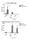 Fig. 04 - Method for producing an implantable bone composition