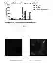 Fig. 09 - Method for producing an implantable bone composition