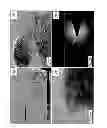 Fig. 04 - Process for the formation of metal oxide nanoparticles coating of a solid substrate