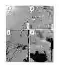 Fig. 08 - Process for the formation of metal oxide nanoparticles coating of a solid substrate