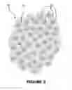 Fig. 04 - LIGHTWEIGHT POLYMER PELLET