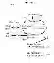 Fig. 80 - METHODS FOR TEACHING READING AND MATH SKILLS TO INDIVIDUALS WITH DYSLEXIA, DYSCALCULIA, AND OTHER NEUROLOGICAL IMPAIRMENTS