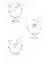 Fig. 15 - Cutaneous surgical training model of the head, neck and shoulders