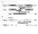 Fig. 06 - Method for concentrating cells that are genetically altered by nucleases