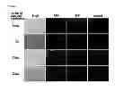Fig. 07 - Method for concentrating cells that are genetically altered by nucleases