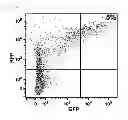 Fig. 08 - Method for concentrating cells that are genetically altered by nucleases
