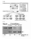 Fig. 22 - Method for concentrating cells that are genetically altered by nucleases