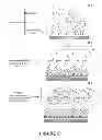 Fig. 09 - Detection of nucleic acids using a cantilever sensor