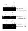 Fig. 04 - Method and kit for detecting 5-hydroxymethylcytosine in nucleic acids