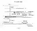 Fig. 02 - PRIMER AND METHOD FOR QUANTITATIVE ASSAY OF MICRORNA AND APPLICATION OF SAME