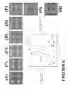 Fig. 09 - Structures for enhancement of local electric field, light absorption, light radiation, material detection and methods for making and using of the same