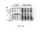 Fig. 04 - HIGH LEVEL PRODUCTION OF RECOMBINANT PROTEINS
