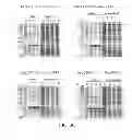 Fig. 06 - HIGH LEVEL PRODUCTION OF RECOMBINANT PROTEINS