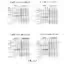 Fig. 07 - HIGH LEVEL PRODUCTION OF RECOMBINANT PROTEINS