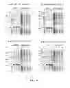 Fig. 09 - HIGH LEVEL PRODUCTION OF RECOMBINANT PROTEINS