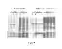 Fig. 13 - HIGH LEVEL PRODUCTION OF RECOMBINANT PROTEINS