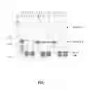Fig. 17 - HIGH LEVEL PRODUCTION OF RECOMBINANT PROTEINS
