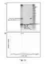 Fig. 19 - HIGH LEVEL PRODUCTION OF RECOMBINANT PROTEINS