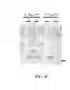Fig. 23 - HIGH LEVEL PRODUCTION OF RECOMBINANT PROTEINS