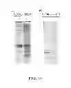 Fig. 24 - HIGH LEVEL PRODUCTION OF RECOMBINANT PROTEINS