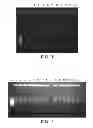 Fig. 02 - COMPOSITION FOR BIOSAMPLE TREATMENT AND METHOD FOR NUCLEIC ACID AMPLIFICATION USING THE SAME