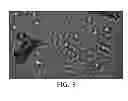 Fig. 06 - COMPOSITION FOR BIOSAMPLE TREATMENT AND METHOD FOR NUCLEIC ACID AMPLIFICATION USING THE SAME