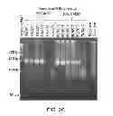 Fig. 06 - Oscillating amplification reaction for nucleic acids