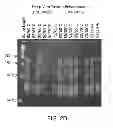 Fig. 07 - Oscillating amplification reaction for nucleic acids