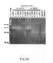 Fig. 08 - Oscillating amplification reaction for nucleic acids