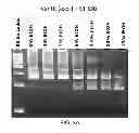 Fig. 09 - Oscillating amplification reaction for nucleic acids