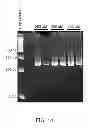 Fig. 22 - Oscillating amplification reaction for nucleic acids