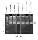Fig. 28 - Oscillating amplification reaction for nucleic acids