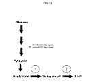 Fig. 41 - Methods for producing 3-hydroxypropionic acid and other products