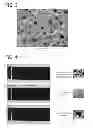 Fig. 03 - MICELLAR POLYSILOXANE ENZYME IMMOBILIZATION MATERIALS