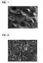 Fig. 05 - MICELLAR POLYSILOXANE ENZYME IMMOBILIZATION MATERIALS