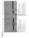 Fig. 09 - MICELLAR POLYSILOXANE ENZYME IMMOBILIZATION MATERIALS