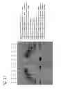Fig. 19 - MICELLAR POLYSILOXANE ENZYME IMMOBILIZATION MATERIALS