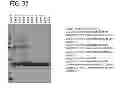 Fig. 25 - MICELLAR POLYSILOXANE ENZYME IMMOBILIZATION MATERIALS