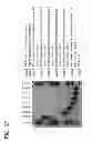 Fig. 48 - MICELLAR POLYSILOXANE ENZYME IMMOBILIZATION MATERIALS