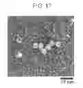 Fig. 09 - Fusion protein