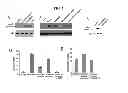 Fig. 03 - Methods and compositions for promoting survival and proliferation of endothelial cells and stimulating angiogenesis