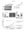 Fig. 04 - Methods and compositions for promoting survival and proliferation of endothelial cells and stimulating angiogenesis