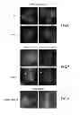 Fig. 06 - Constructs and method for regulating gene expression or for detecting and controlling a DNA locus in eukaryotes