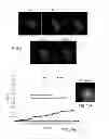 Fig. 07 - Constructs and method for regulating gene expression or for detecting and controlling a DNA locus in eukaryotes