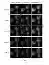 Fig. 08 - Constructs and method for regulating gene expression or for detecting and controlling a DNA locus in eukaryotes