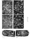Fig. 04 - METHOD OF CRYOPRESERVATION OF STEM CELL-DERIVED RETINAL PIGMENT EPITHELIAL CELLS ON POLYMERIC SUBSTRATE